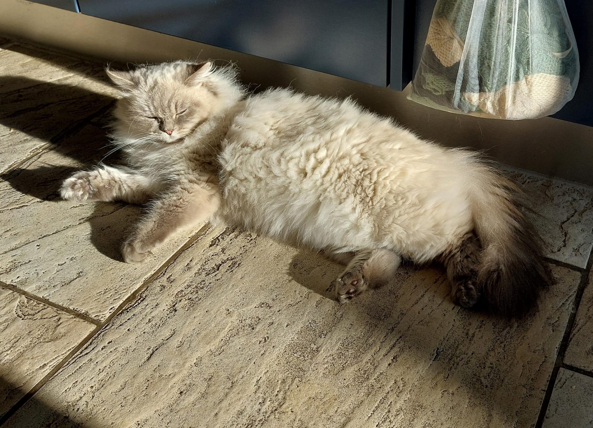 Lila geniesst in der Küche das angenehme Sonnenlicht von draussen