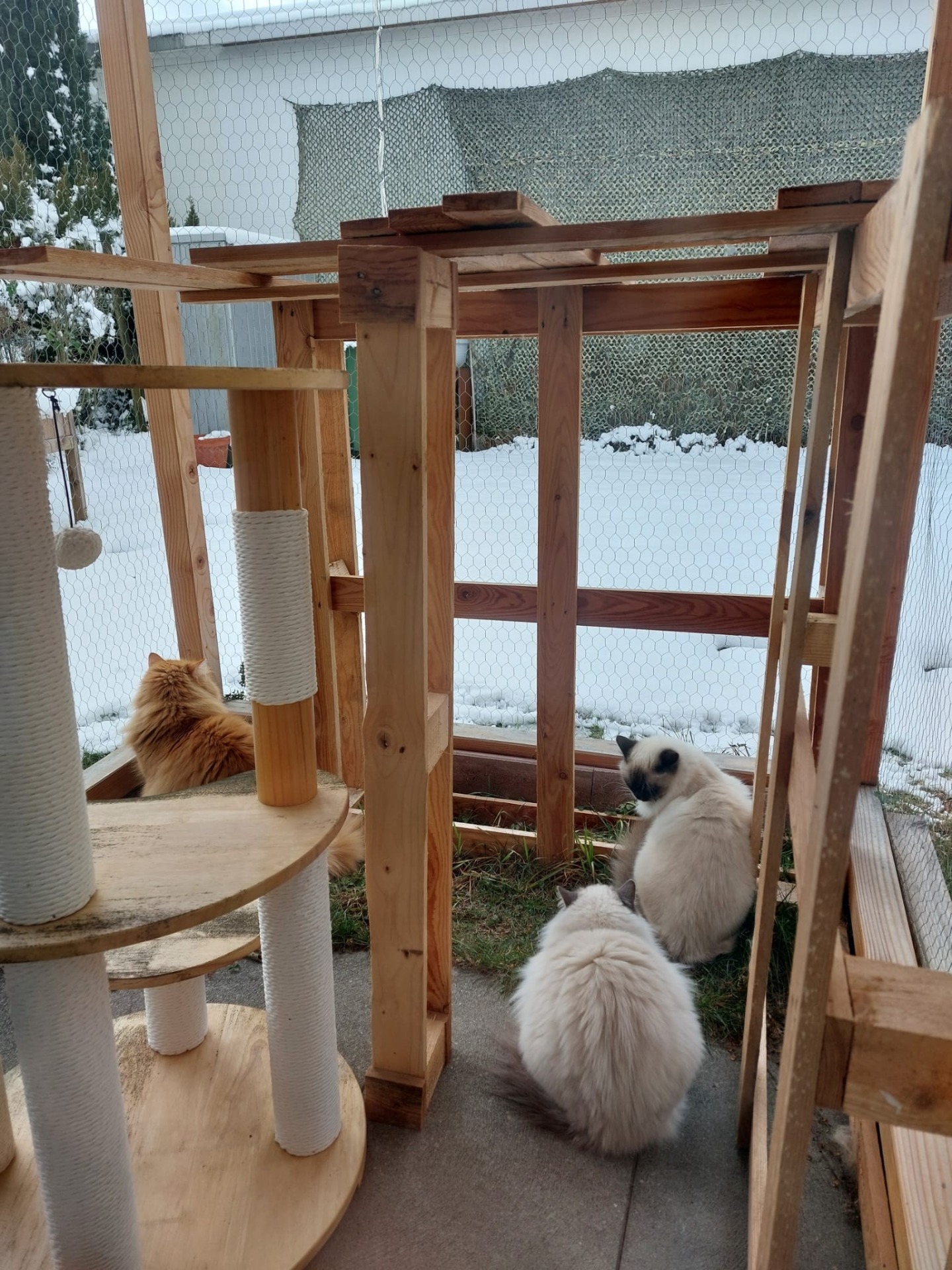 Apollo, Lila und Estella im selbstgebauten Catio