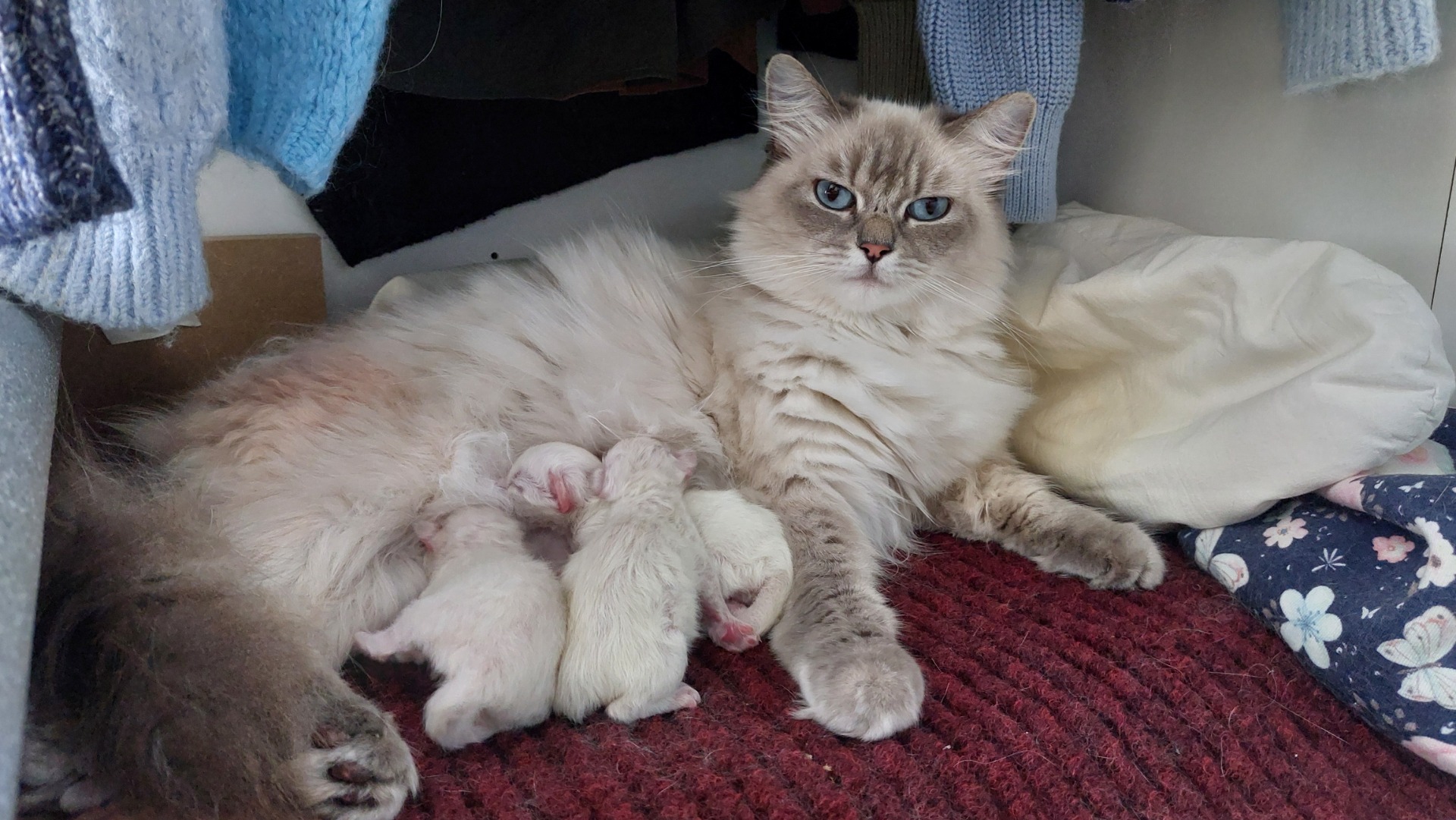 Lila mit den drei kleinen Säuglingen